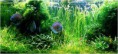/album/fotogaleria-inicio/acuarios-takashi-amano-jpg/