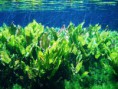 /album/fotogaleria-inicio/baia-bonita-01-jpg/